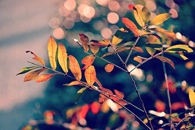 Wir wünschen schöne Herbstferien: Ab Montag, 04. 11. sind wir wieder für Sie da