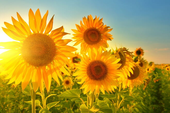Unser Büro ist in der Zeit vom 8.8. bis 5.9.25 geschlossen. Wir wünschen Ihnen gesegnete Sommerferien.